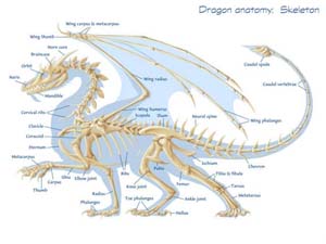 Скелет западного дракона. 181 Kb. ©Jennifer Walker 1996, http://www.draconian.com